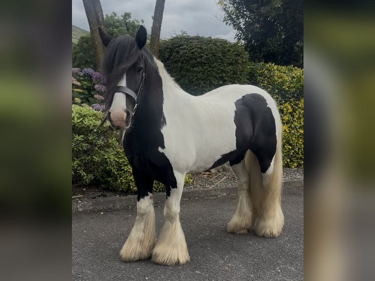 Cob Ruin 9 Jaar 138 cm Tobiano-alle-kleuren in Newry