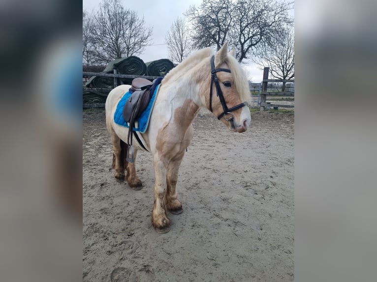 Cob Semental 3 años 138 cm Palomino in Mothern