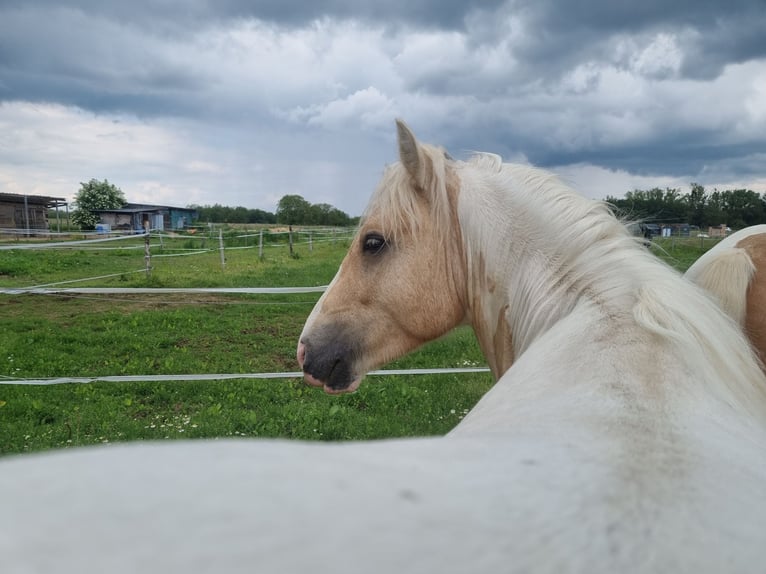 Cob Semental 3 años 138 cm Palomino in Mothern