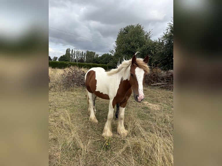 Cob Stallion 1 year 14,2 hh in Unverre