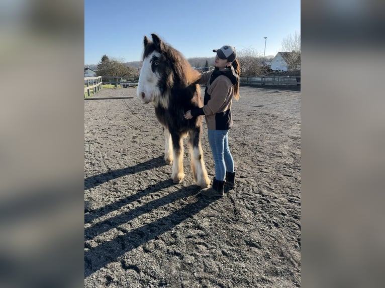 Cob Stallion 1 year  in Freigericht