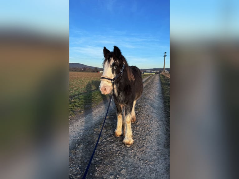 Cob Stallion 1 year  in Freigericht