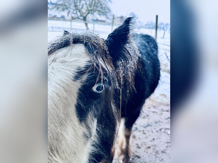 Cob Stallion 1 year  in Freigericht