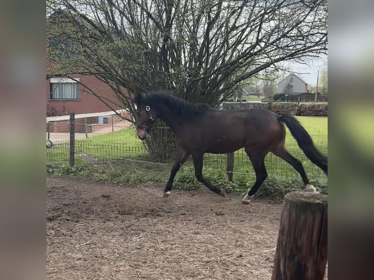 Cob Mix Stallion 2 years Brown in Geel