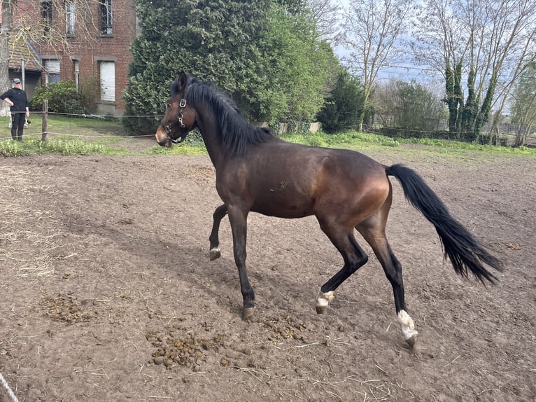 Cob Mix Stallion 2 years Brown in Geel