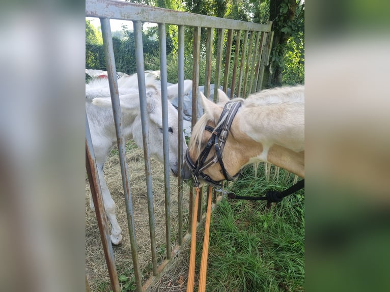 Cob Stallion 3 years 13,2 hh Palomino in Mothern