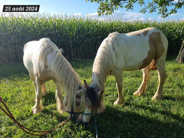 Cob Stallion 3 years 13,2 hh Palomino in Mothern