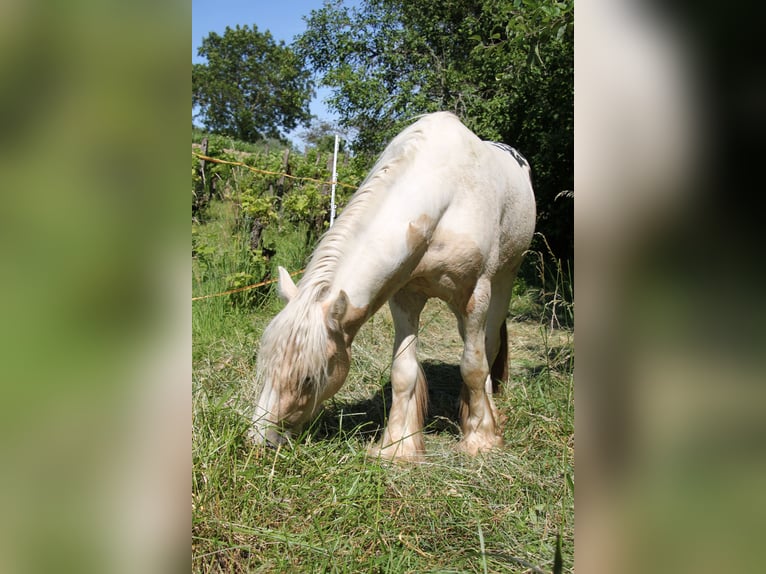 Cob Stallion 3 years 13,2 hh Palomino in Mothern