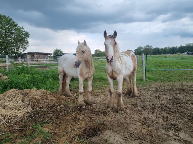 Cob Stallion 3 years 13,2 hh Palomino in Mothern