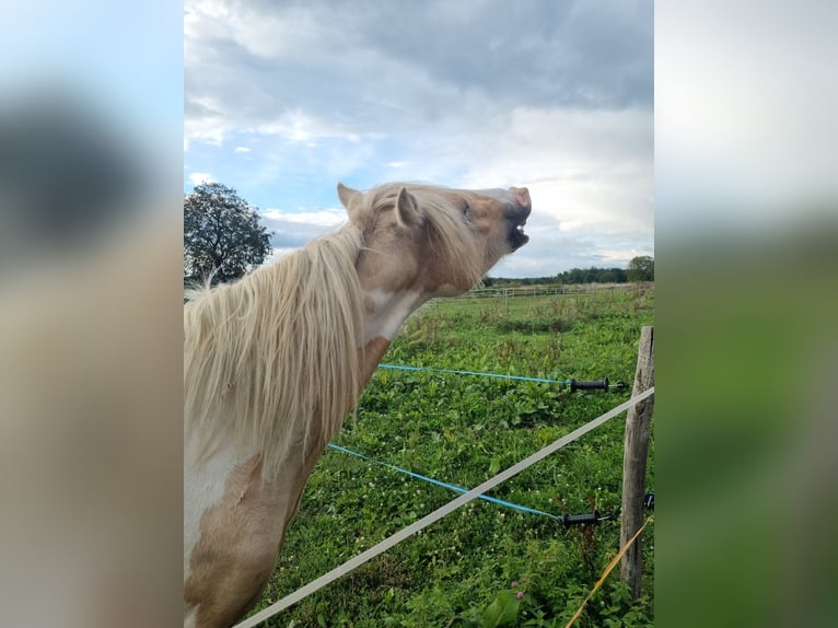 Cob Stallion 3 years 13,2 hh Palomino in Mothern