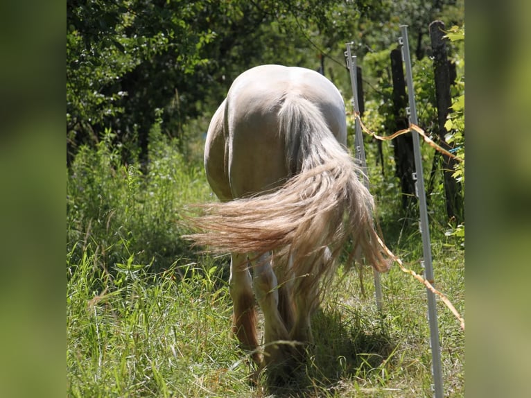 Cob Stallion 3 years 13,2 hh Palomino in Mothern