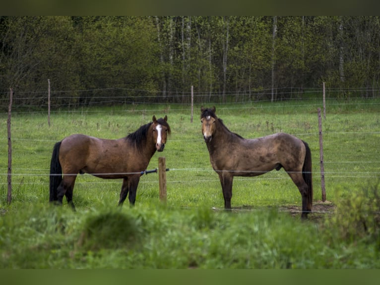 Cob Stallion 3 years 14 hh Buckskin in Kauda