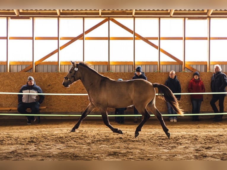 Cob Stallion 3 years 14 hh Buckskin in Kauda