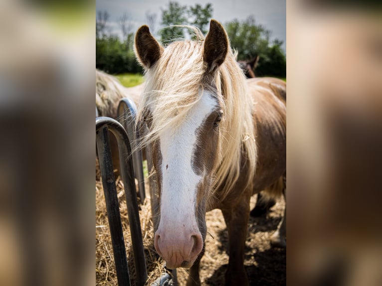 Cob Stallion 3 years 15.1 hh  in Migron