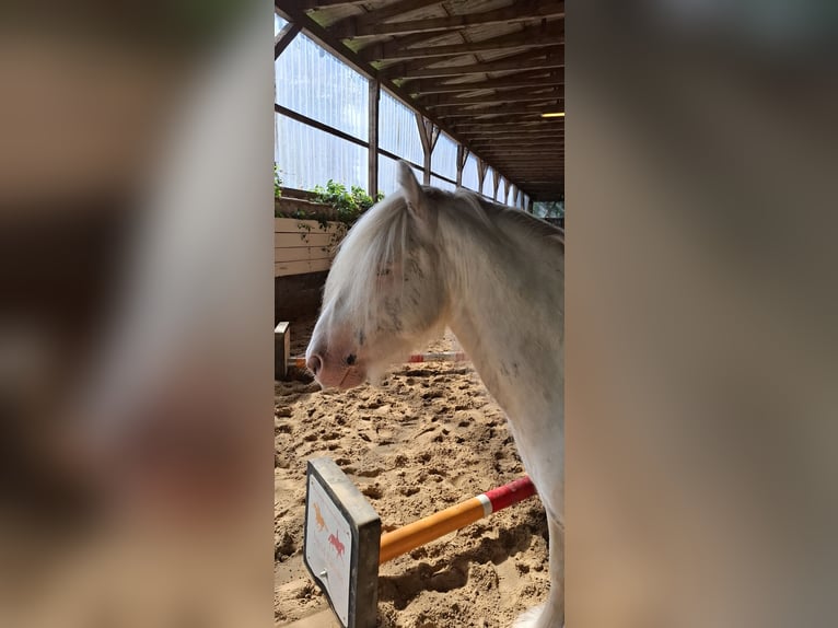 Cob Stallion 5 years 13,1 hh Sabino in Bergen