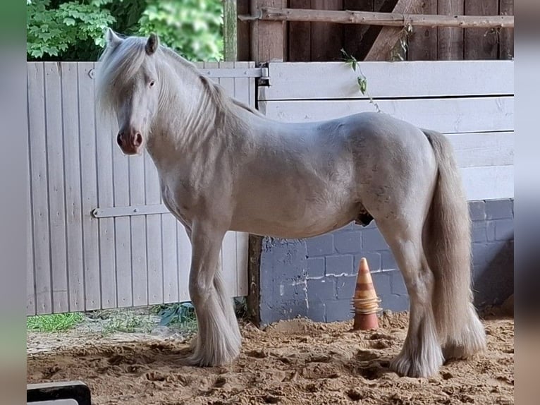 Cob Stallion 5 years 13,1 hh Sabino in Bergen
