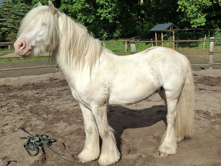 Cob Stallion 5 years 13,1 hh Sabino in Bergen