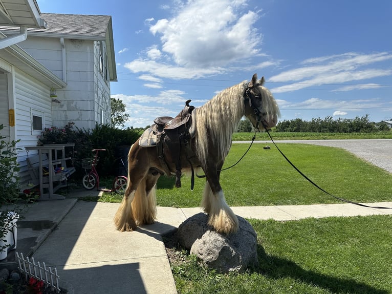 Cob Stallion 6 years 11.2 hh Brown-Light in Lima, New York