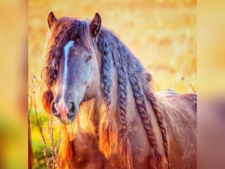 Cob Stallion 6 years 14,2 hh Black in Csokvaom&#xE1;ny