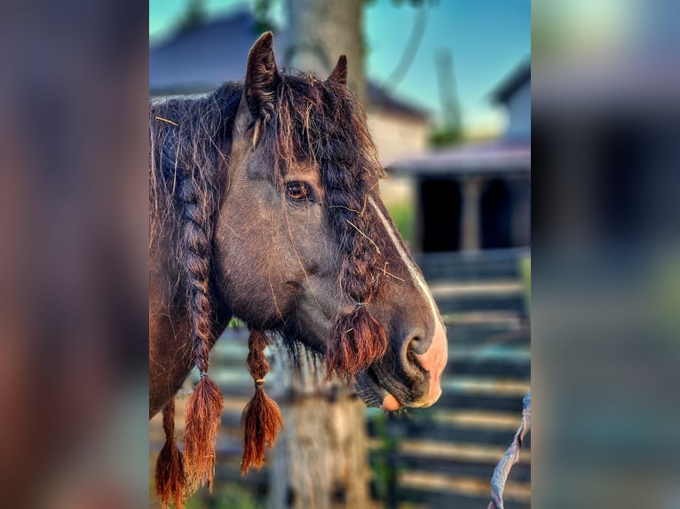 Cob Stallion 6 years 14,2 hh Black in Csokvaom&#xE1;ny