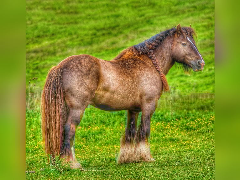 Cob Stallion 6 years 14,2 hh Black in Csokvaom&#xE1;ny