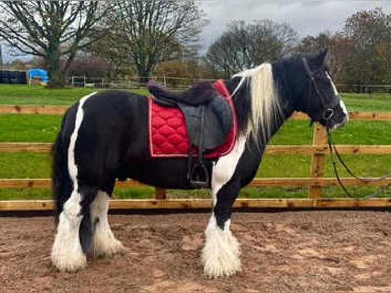 Cob Mix Stallion 7 years 16 hh Black in New York