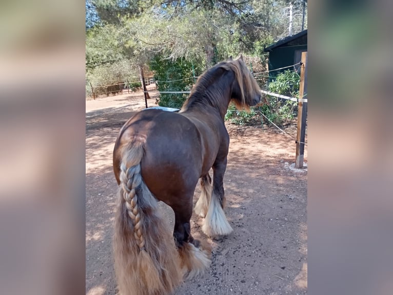 Cob Stallion 9 years 14.1 hh Roan-Red in Santa Gertrudis De Fruitera