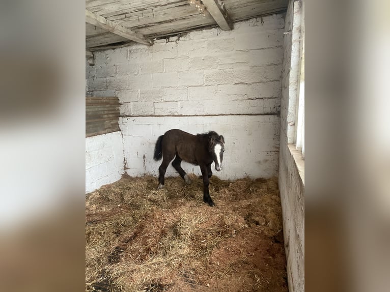 Cob Stallion Foal (04/2024) 13 hh Gray in Malton