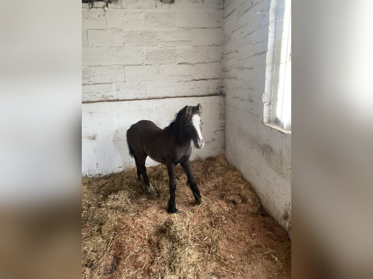 Cob Stallion Foal (04/2024) 13 hh Gray in Malton