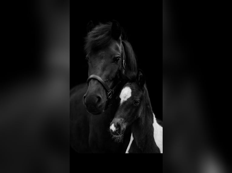 Cob Stallion Foal (04/2025) 14,2 hh Pinto in Golling