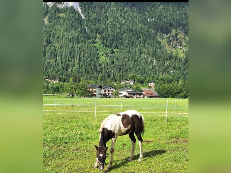 Cob Stallion Foal (04/2025) 14,2 hh Pinto in Golling