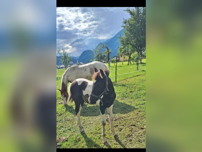 Cob Stallion Foal (04/2025) 14,2 hh Pinto in Golling