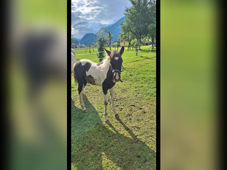 Cob Stallion Foal (04/2025) 14,2 hh Pinto in Golling