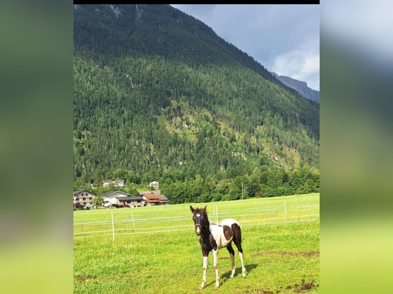 Cob Stallion Foal (04/2025) 14,2 hh Pinto in Golling