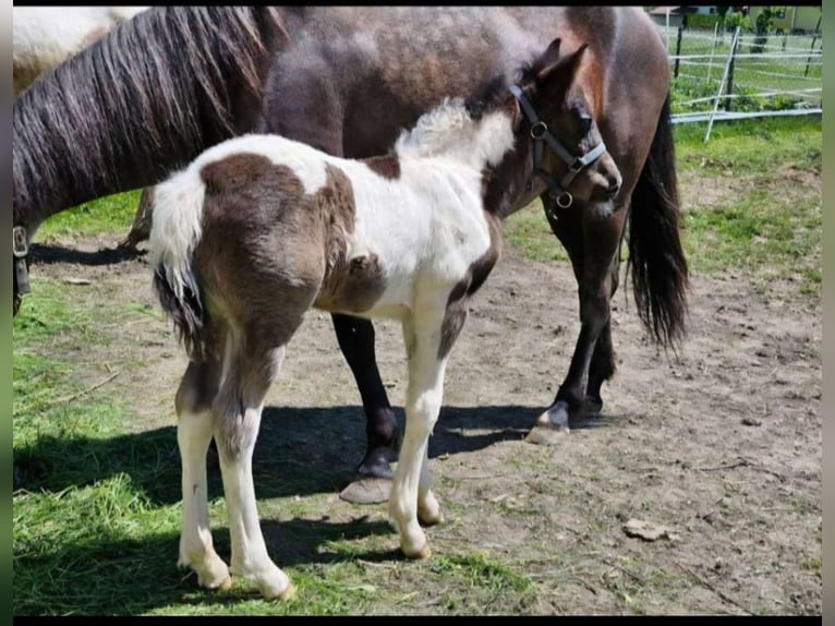 Cob Stallion Foal (04/2025) 14,2 hh Pinto in Golling