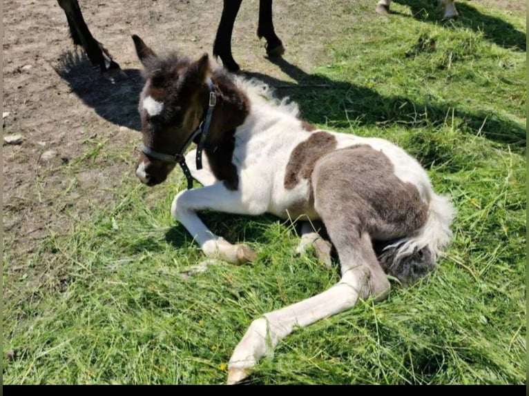 Cob Stallion Foal (04/2025) 14,2 hh Pinto in Golling