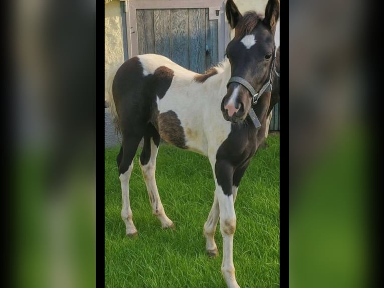 Cob Stallion Foal (04/2025) 14,2 hh Pinto in Golling