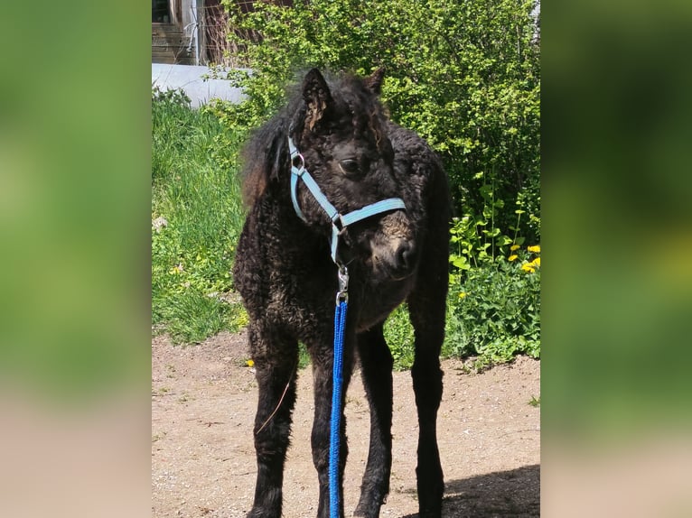Cob Stallion Foal (01/2026) Black in betteldorf