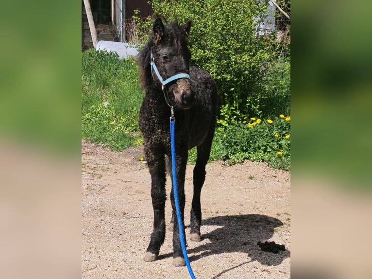 Cob Stallion Foal (01/2026) Black in betteldorf