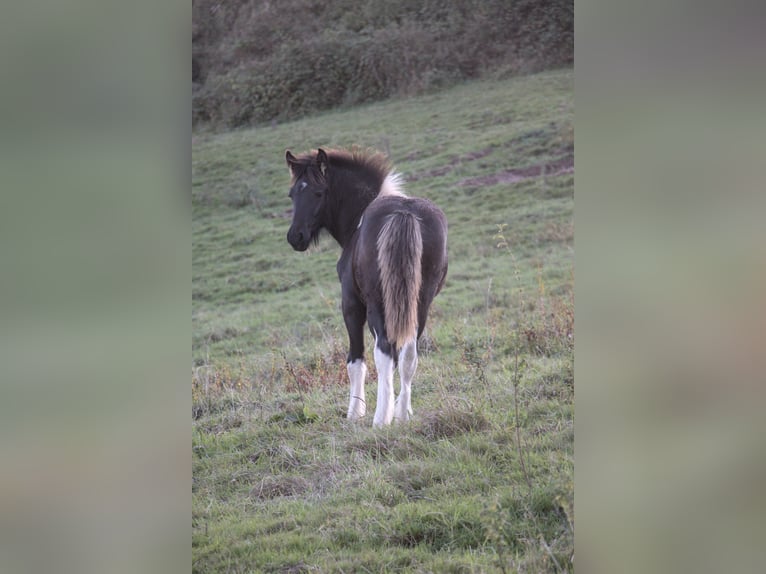 Cob Stallion Foal (06/2024) Tobiano-all-colors in Phalsbourg