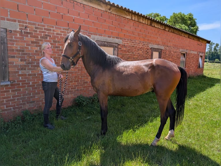 Cob Mix Stallone 2 Anni 150 cm Baio in Geel