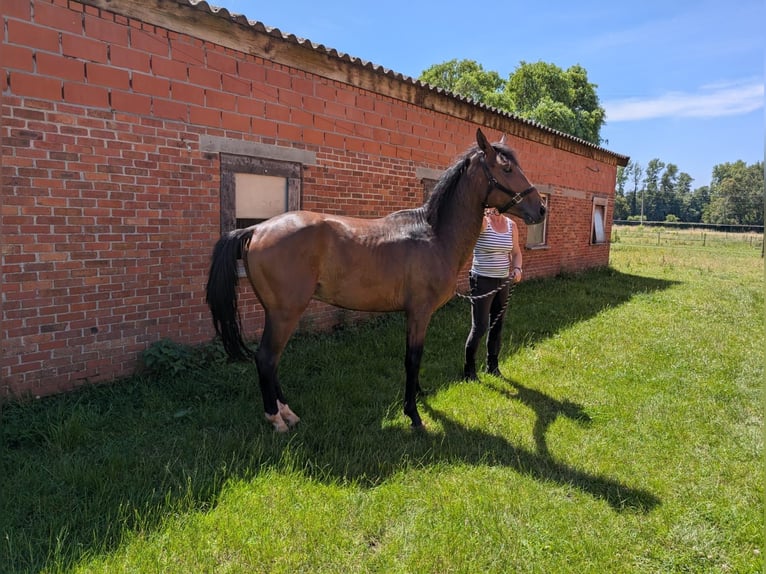 Cob Mix Stallone 2 Anni 150 cm Baio in Geel