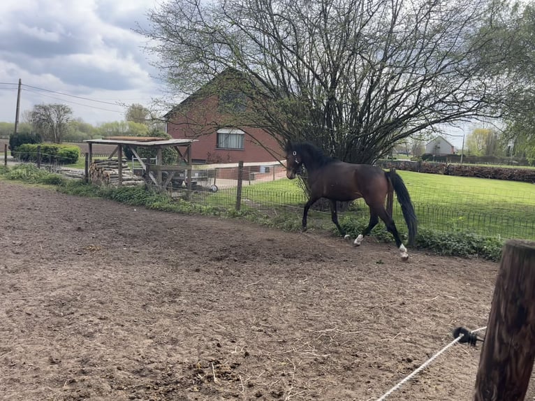 Cob Mix Stallone 2 Anni Baio in Geel