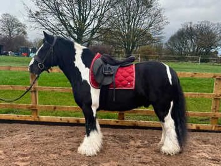 Cob Mix Stallone 7 Anni 163 cm Morello in New York