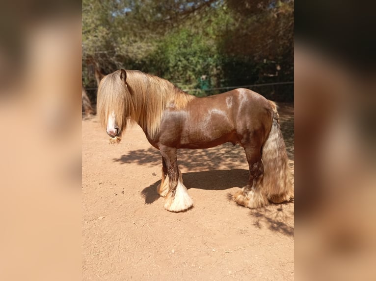 Cob Stallone 9 Anni 145 cm Roano rosso in Santa Gertrudis De Fruitera