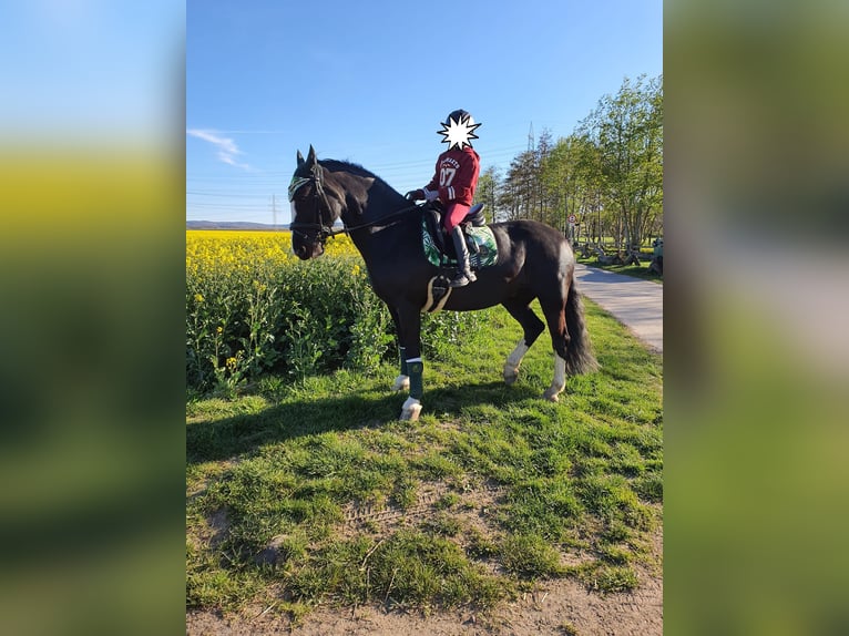 Cob Sto 11 år 146 cm Svart in Reiskirchen