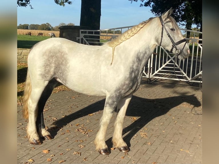 Cob Sto 4 år 153 cm Grå in Hopsten