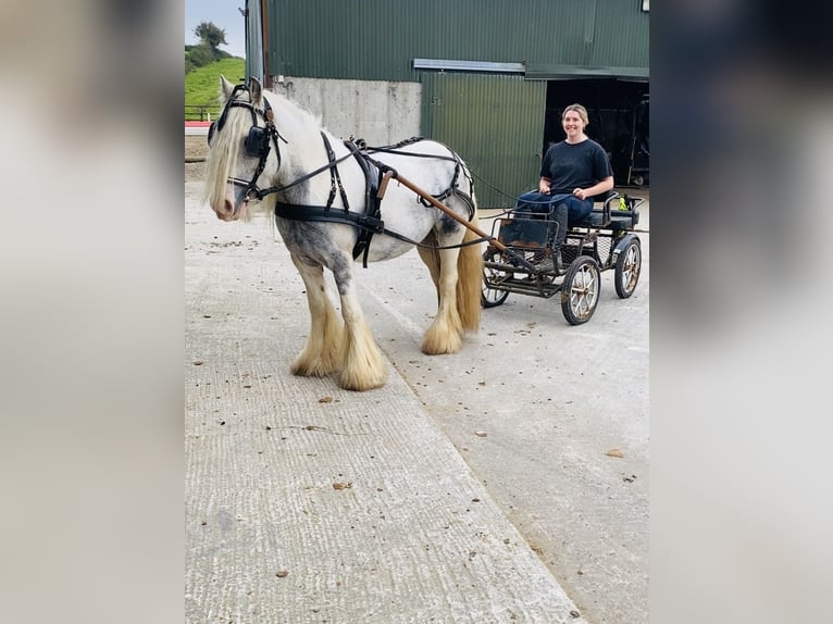 Cob Sto 5 år 135 cm Grå-blå-brun in Sligo