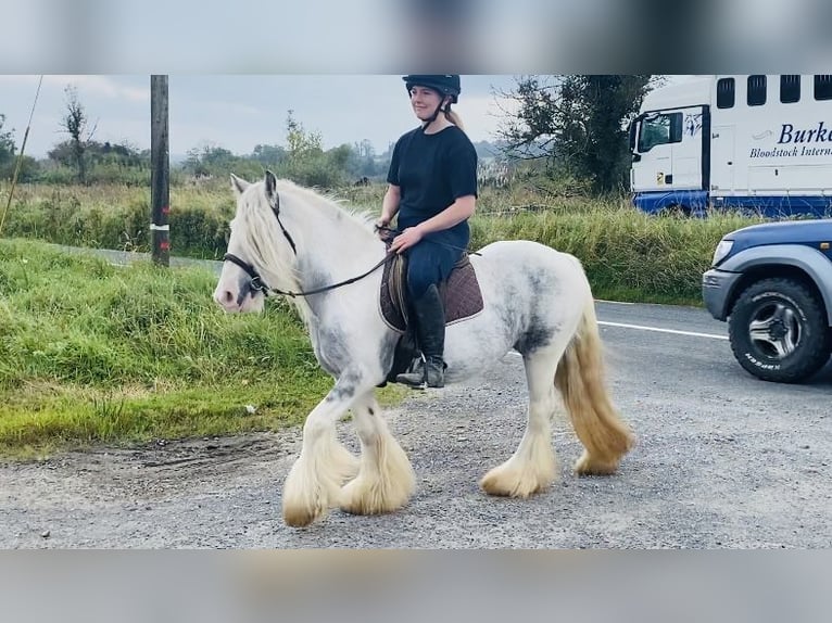 Cob Sto 5 år 135 cm Grå-blå-brun in Sligo