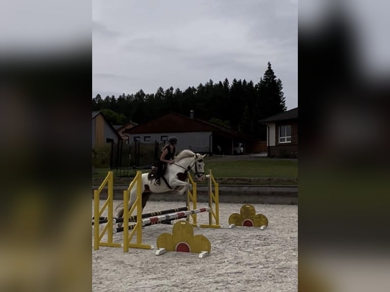 Cob Blandning Sto 5 år 145 cm Vit in Zaječov